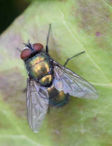 Lucilia sericata